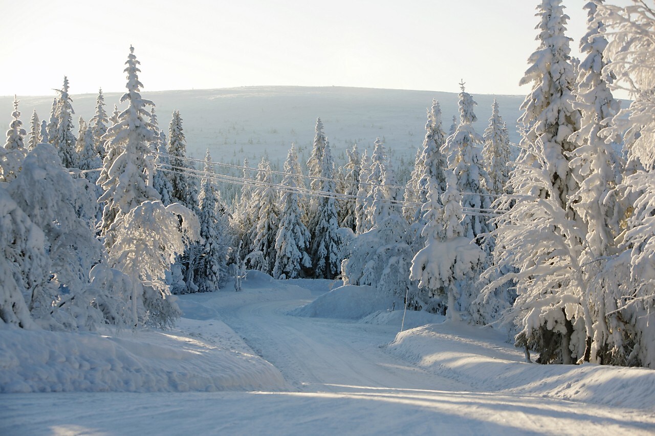 冬季森林道路景观