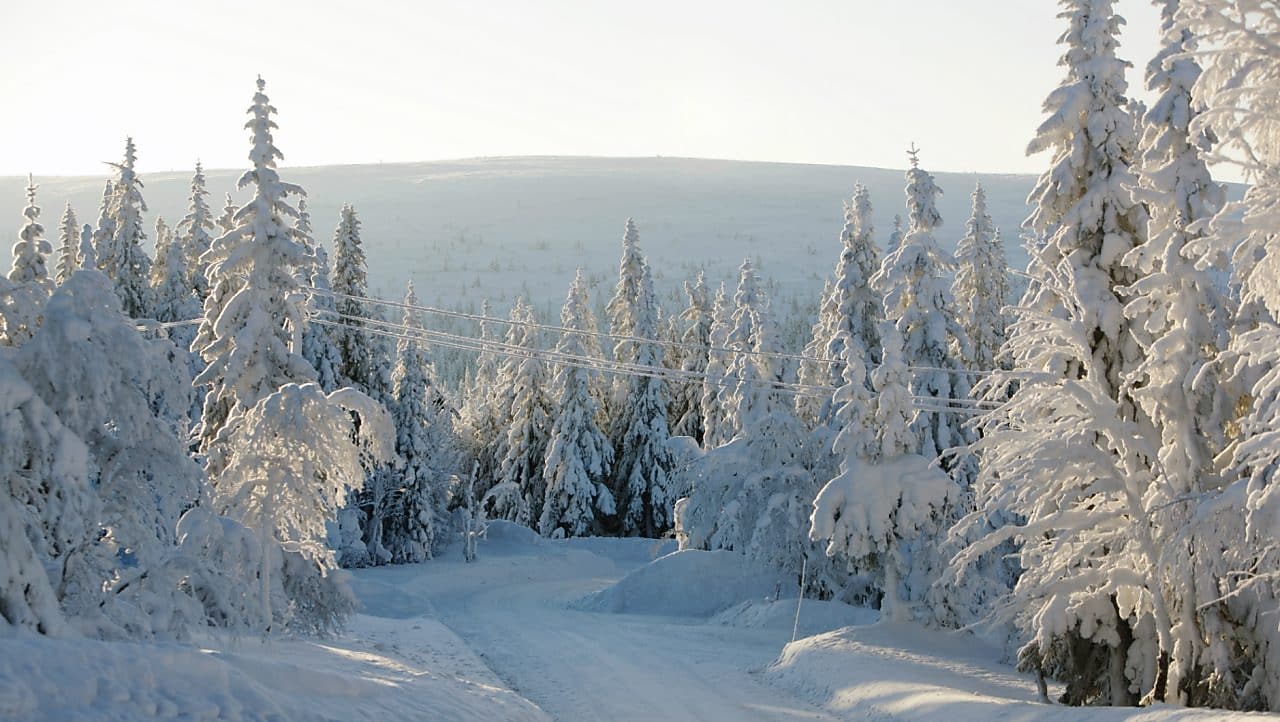 冬季森林道路景观