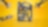 shell formula yellow visual