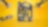 shell formula yellow visual