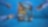shell formula blue visual