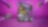shell formula purple visual