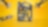 shell formula yellow visual