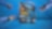 shell formula blue visual