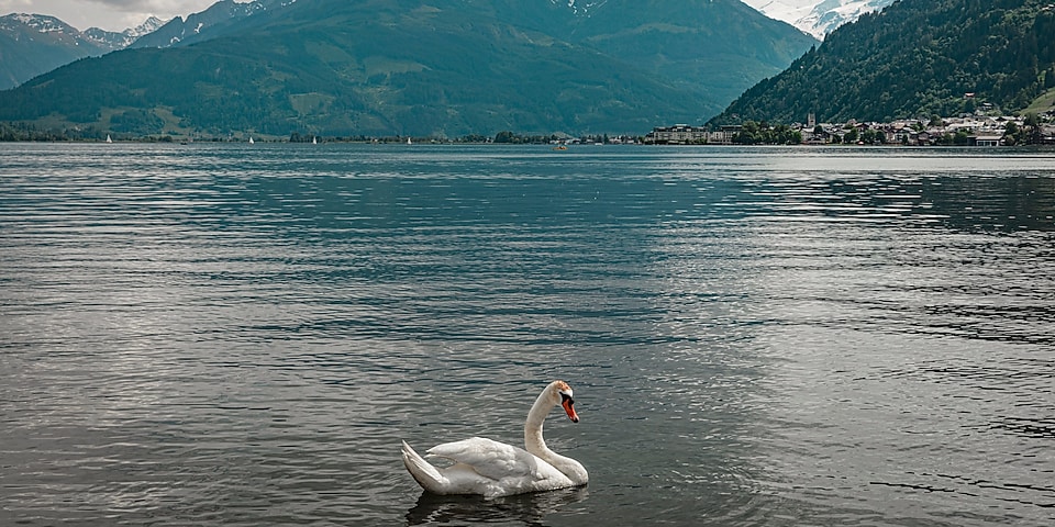 image of a swan on a lake