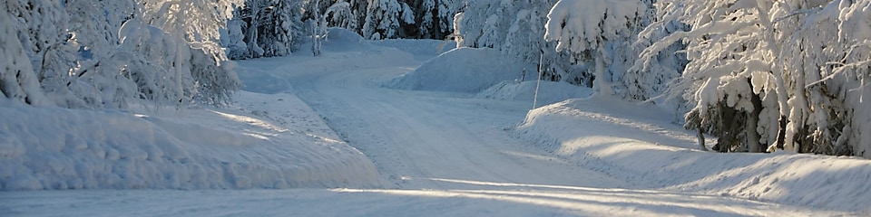 冬季森林道路景观